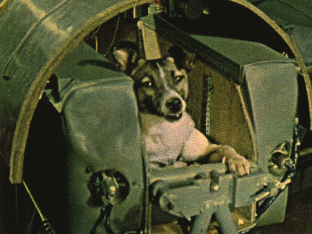 laika laika